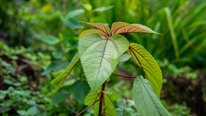 Native Plants Restoration