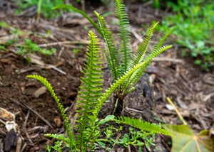 Native Plants Restoration