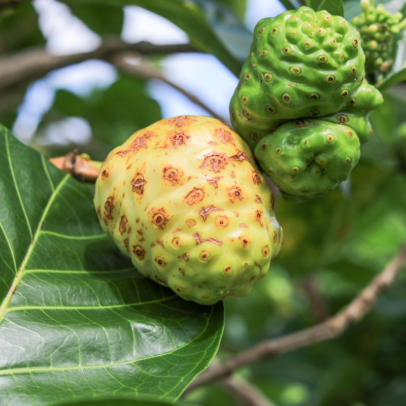 Noni Fruit