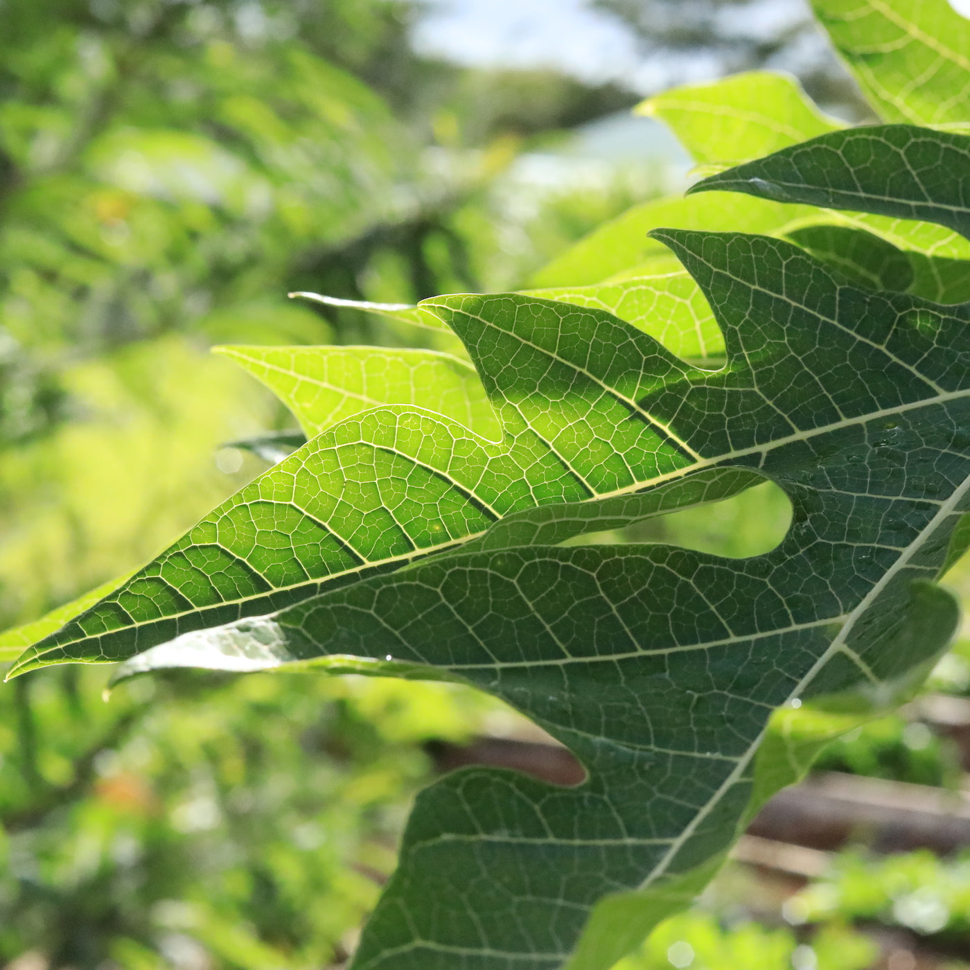 Papaya Leaf Tincture