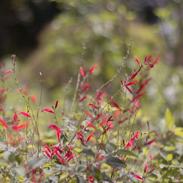 Pineapple Sage