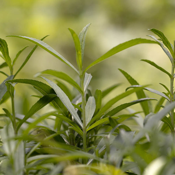 Tarragon