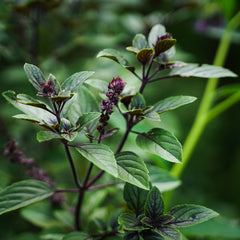 Tulsi