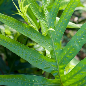 NEW Laua'e Fern Hydrosol