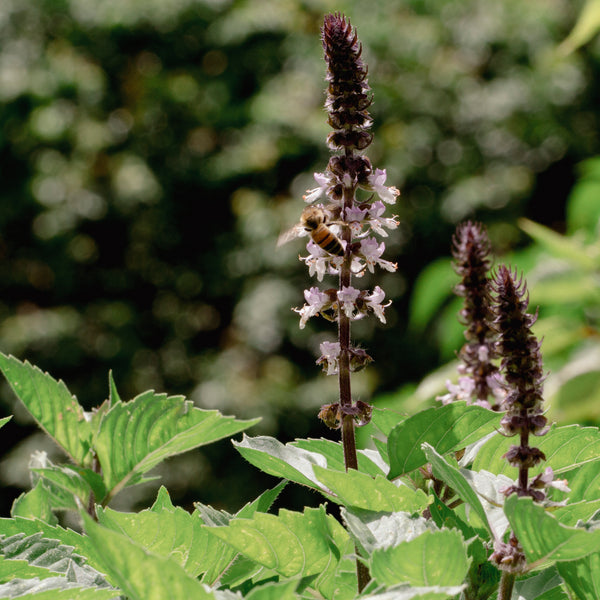 Diversified Gardens