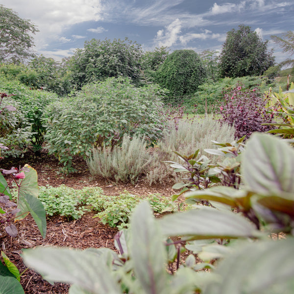Permaculture Systems