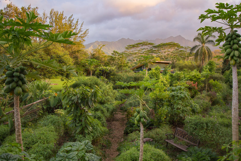 Farm garden path at dusk with papaya trees and mountain backdrop
