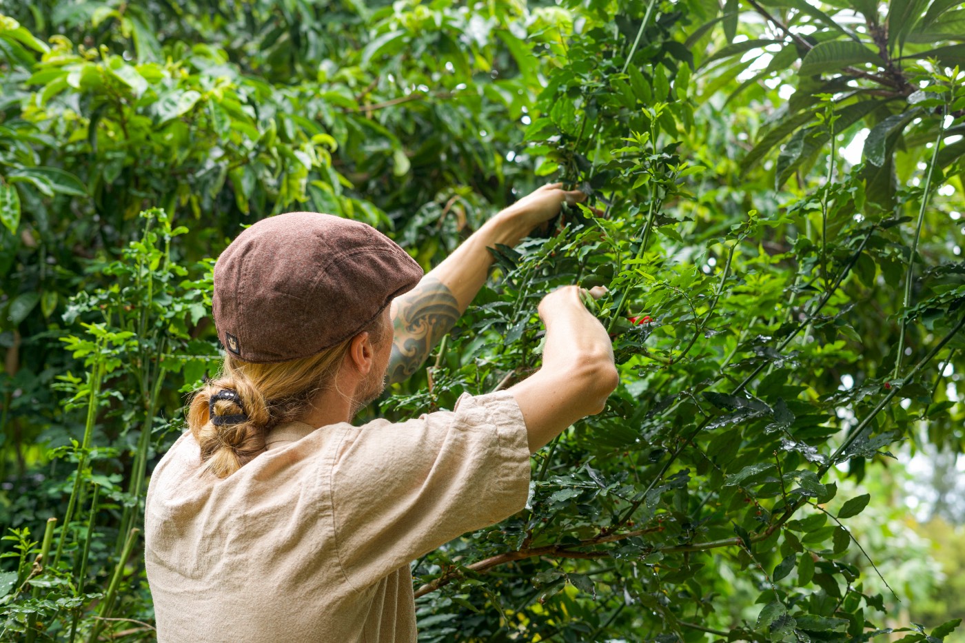 Harvesting by hand amongst the flowering herbs