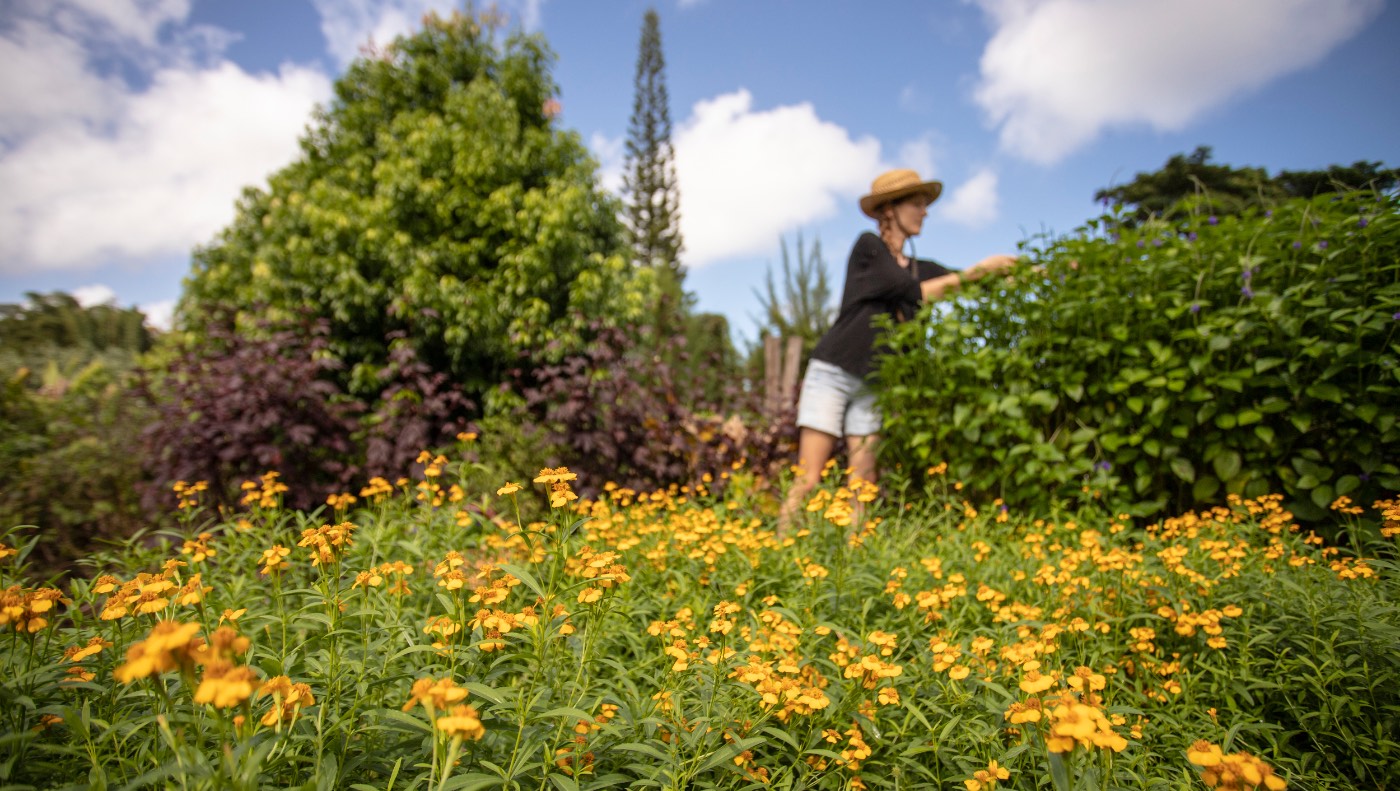 A member of our crew tending flowering herbs in the garden
