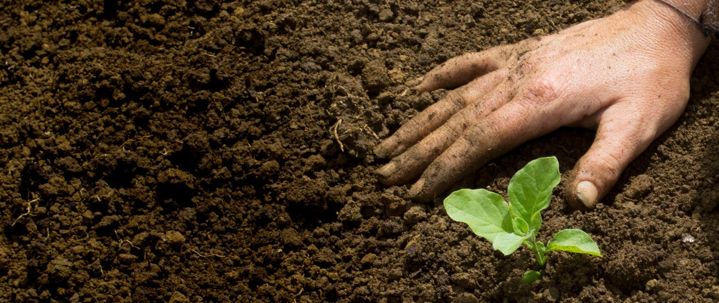 A hand pressing soil around a young seedling