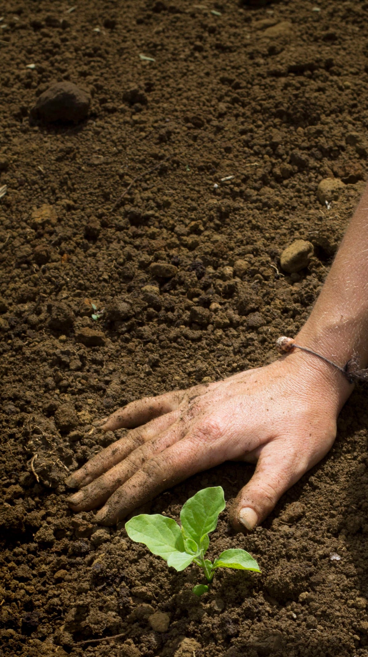 A hand pressing soil around a young seedling