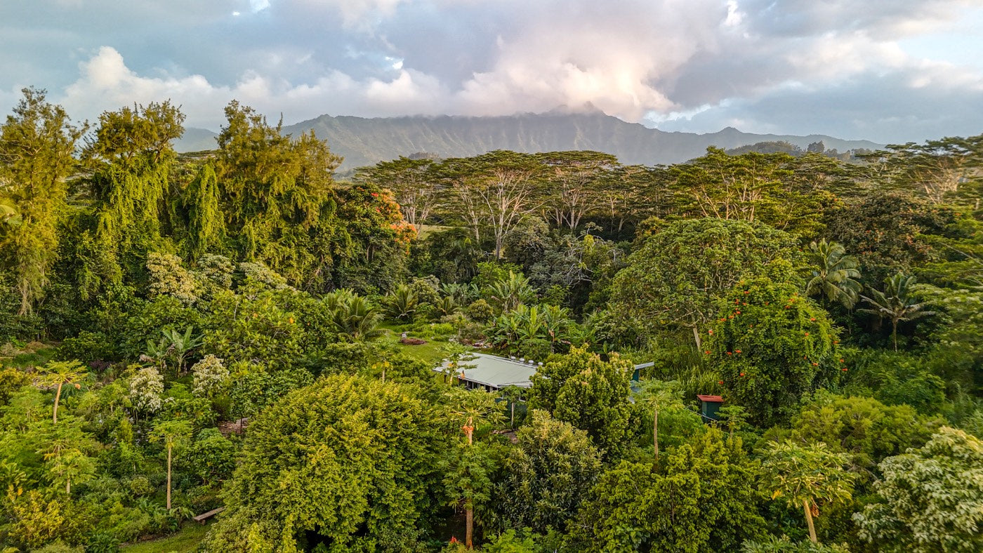 Aerial sunset view over the Kauai Farmacy gardens