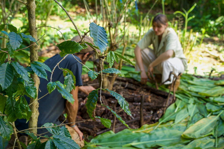 Sorting freshly picked moringa leaves by hand