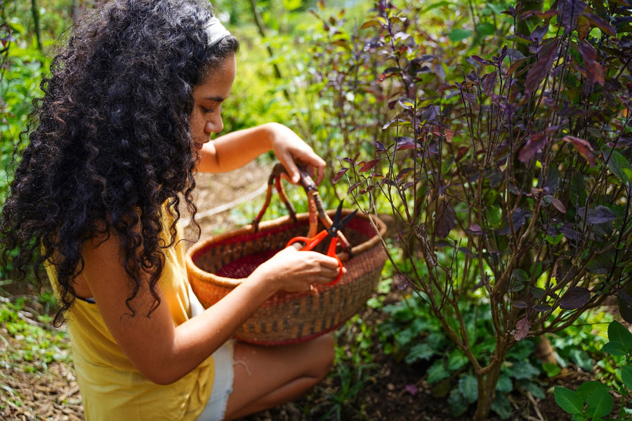 Harvesting herbs on the lanai