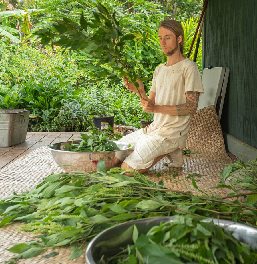 Pouring fresh oil into jars for salve-making