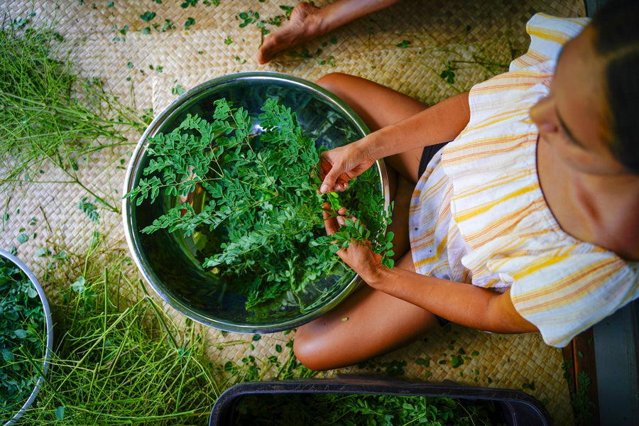 Sorting herbs on the lanai