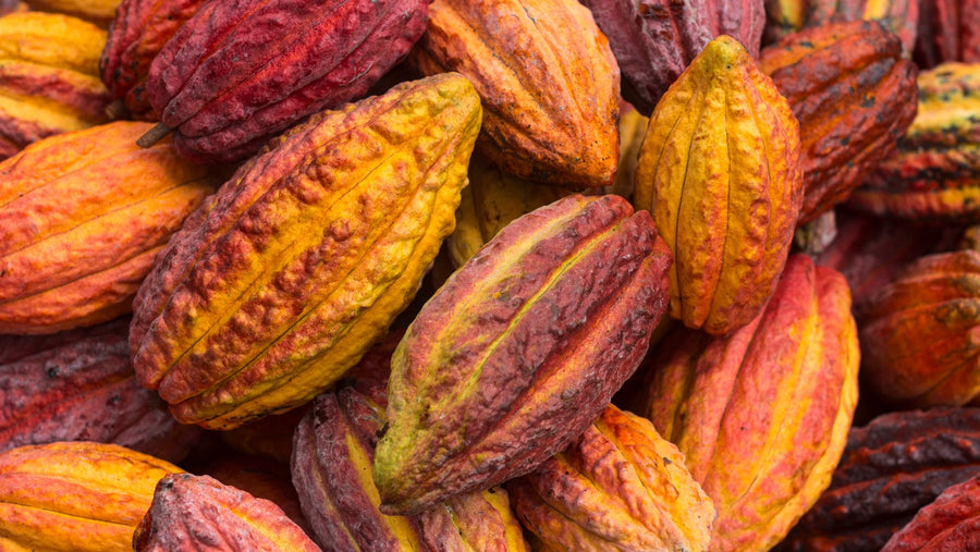 A wheelbarrow load of fresh cacao pods