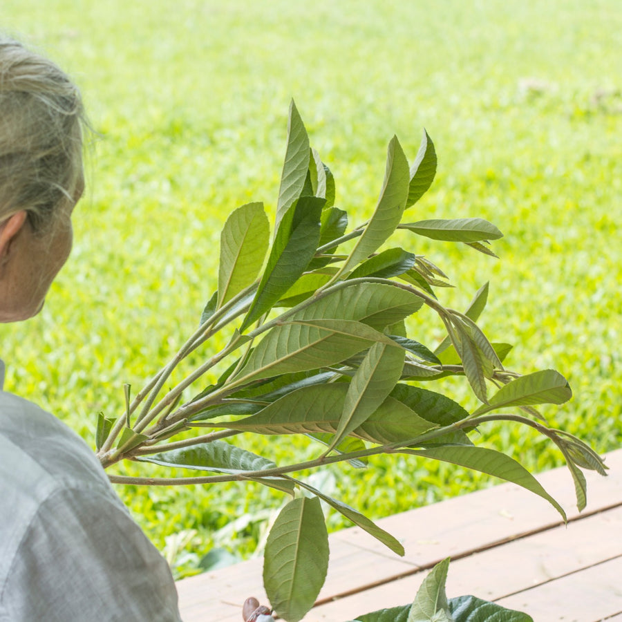 Holding a freshly harvested herb branch