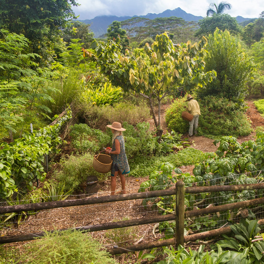 Harvesting together in the jungle garden below the mountains
