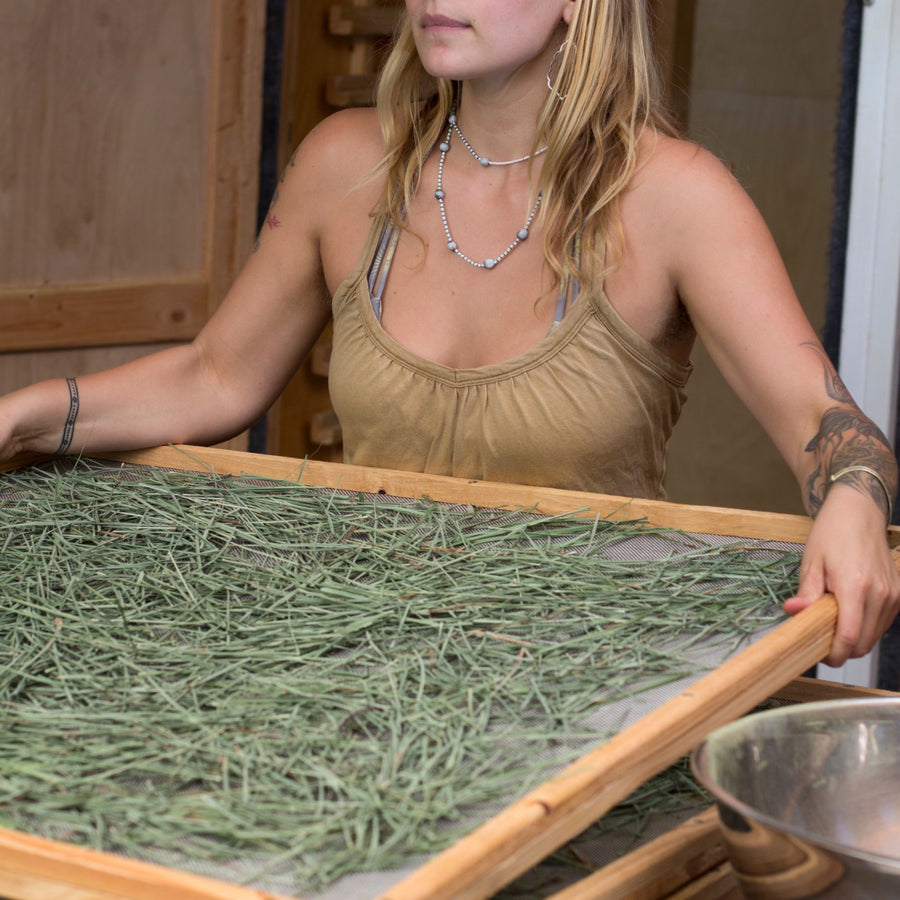 Loading a solar dehydrator tray with fresh-cut herbs