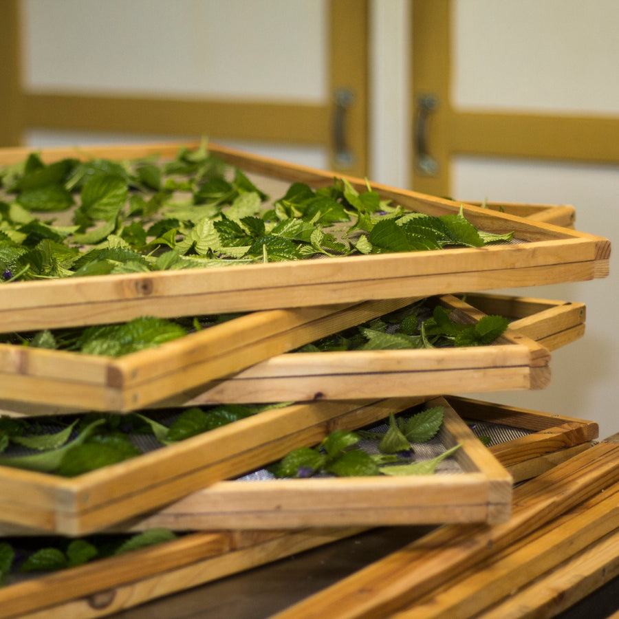 Stacked drying trays of fresh herb leaves