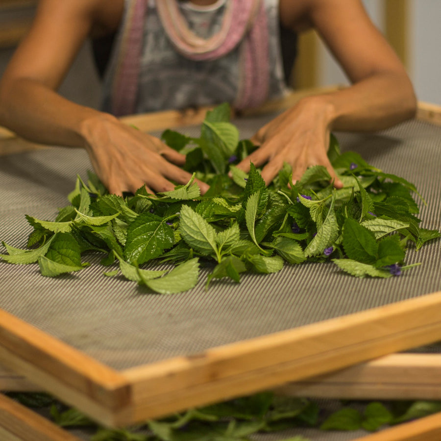 Hand-sorting leaves on a drying screen