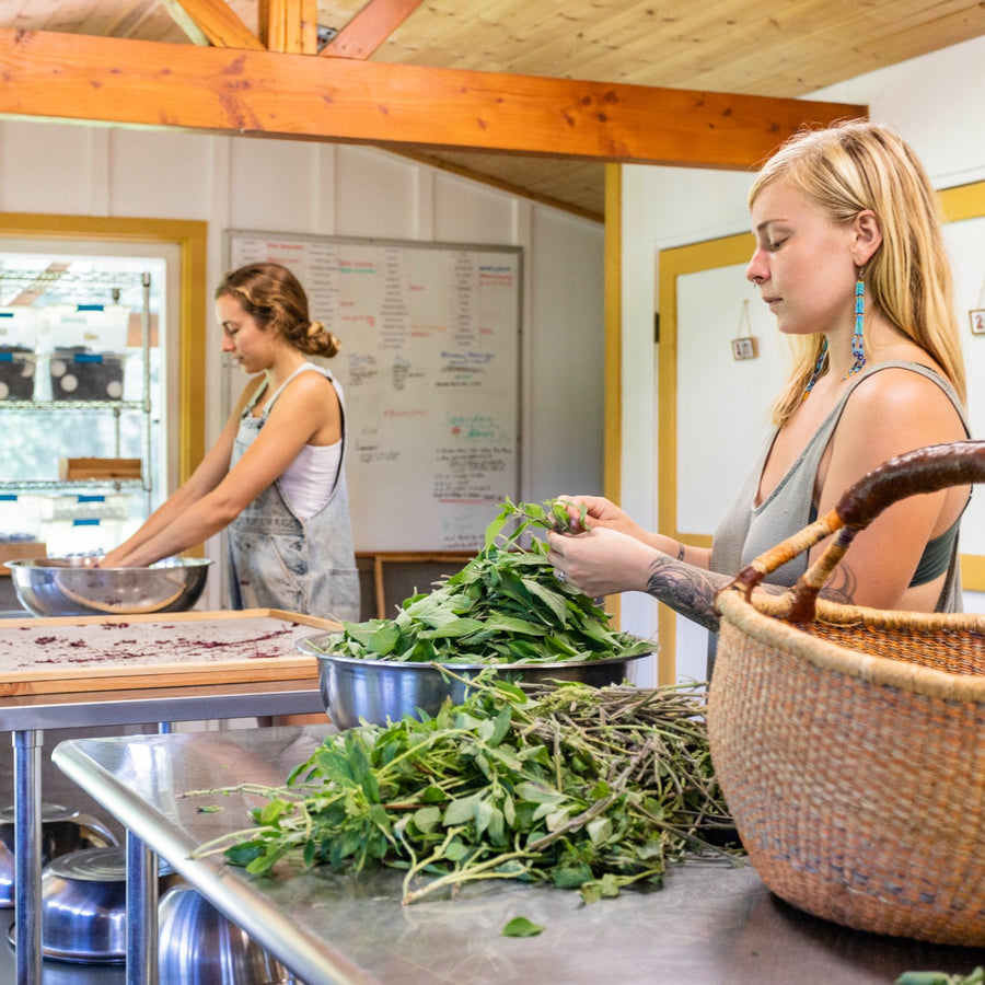 Sorting and weighing fresh-picked herbs in the kitchen