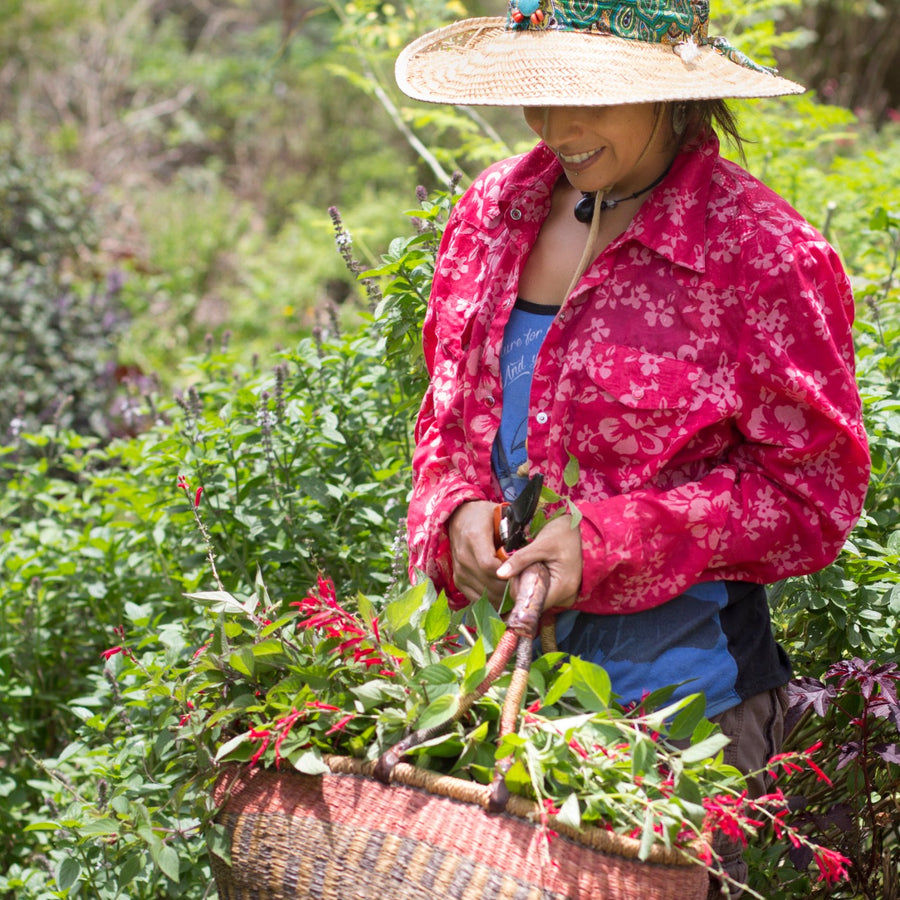 Hand-harvesting flowering herbs into a basket