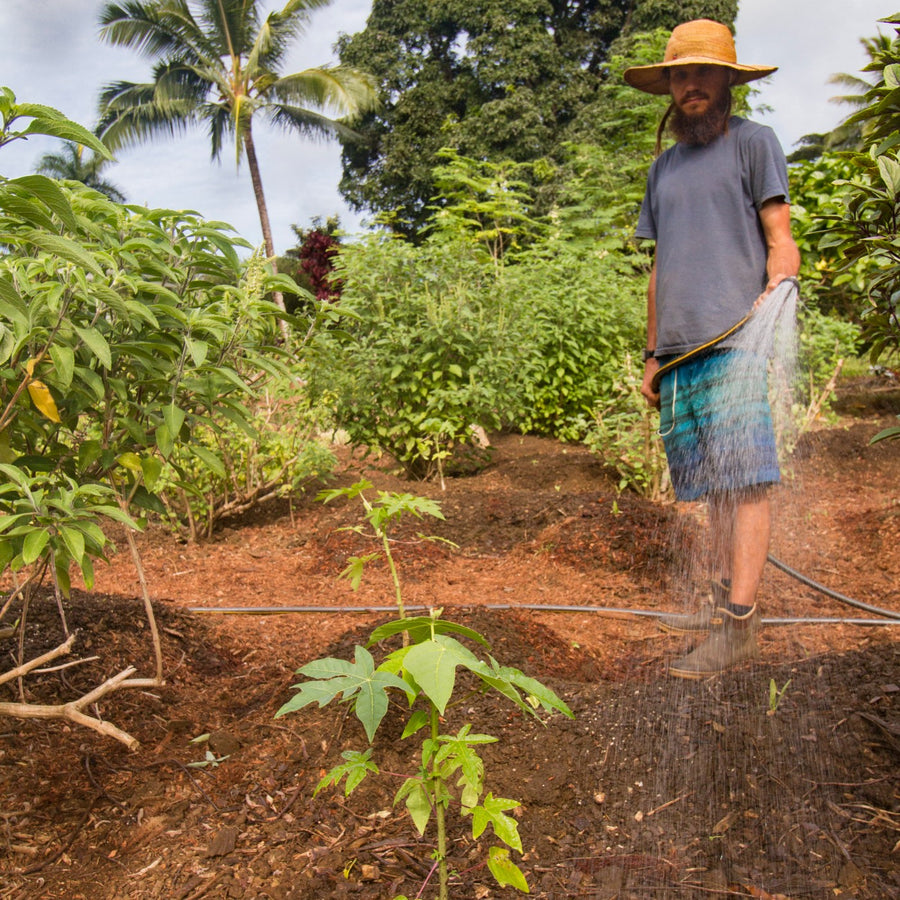 Watering young seedlings in the garden