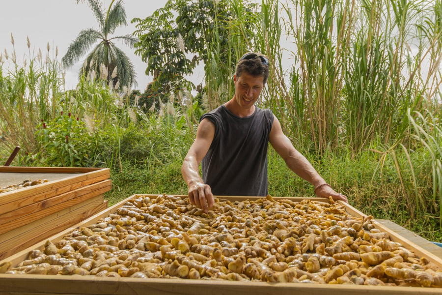 Sorting a fresh turmeric harvest on a drying tray