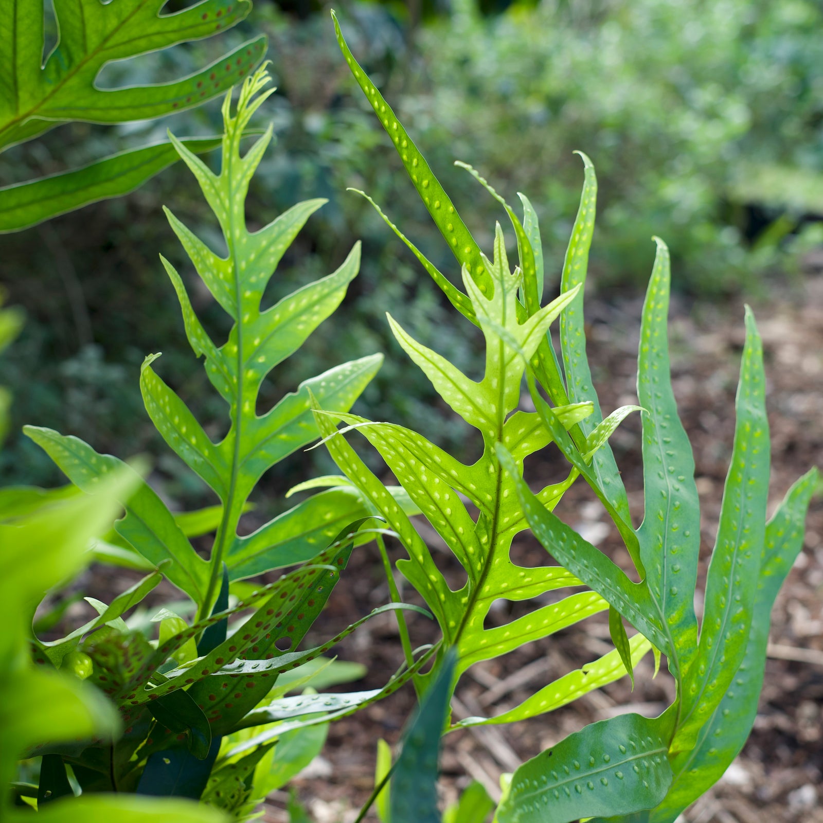 NEW Laua'e Fern Hydrosol