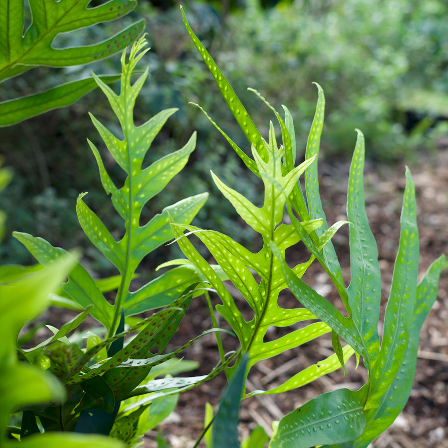 NEW Laua'e Fern Hydrosol