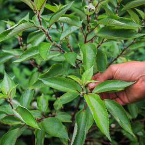 Native Plants Restoration