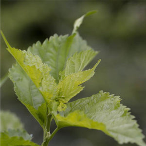 NEW! Mulberry Leaf Tincture