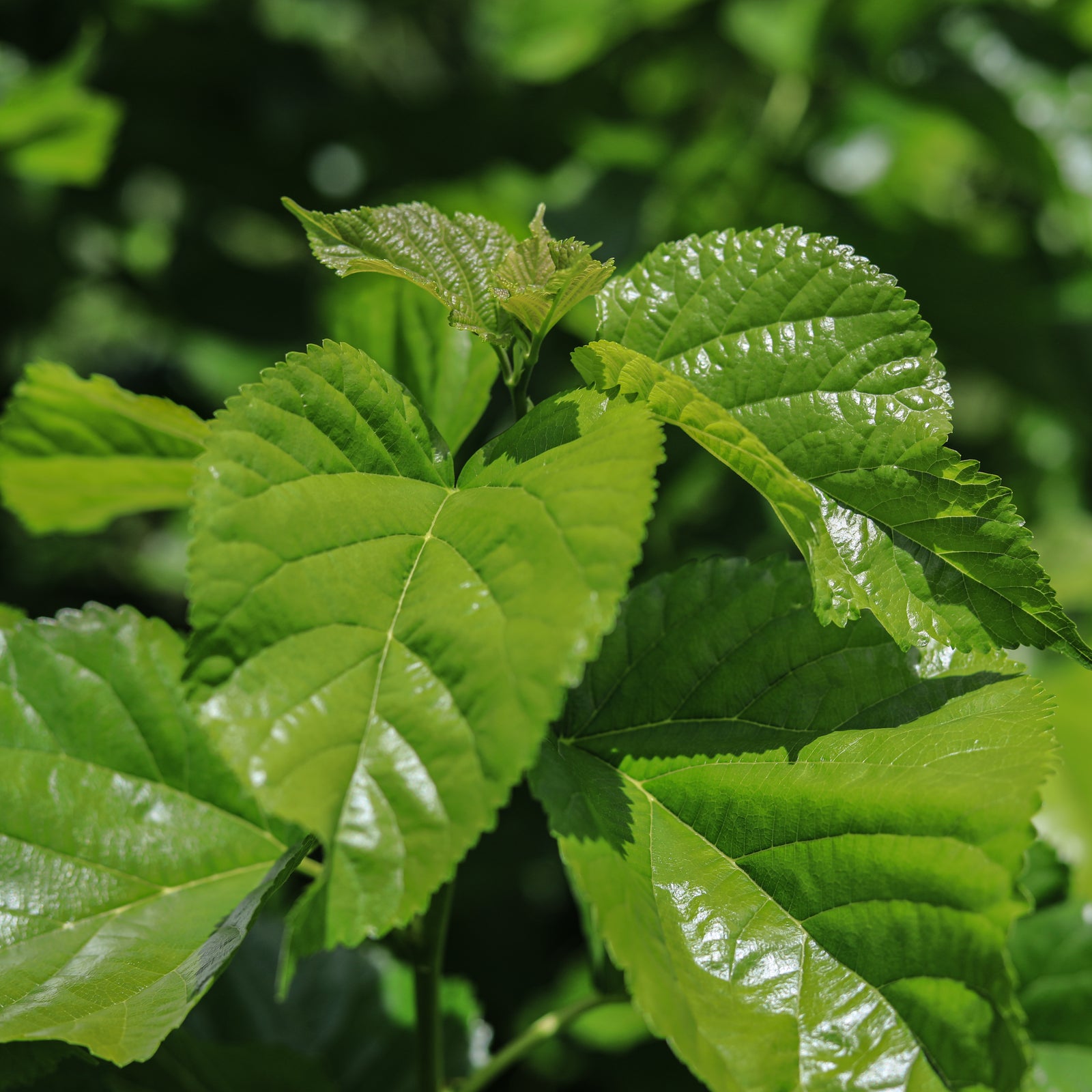 Mulberry Leaf Tincture