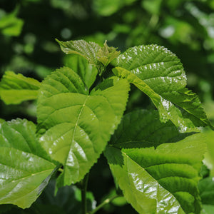 NEW! Mulberry Leaf Tincture