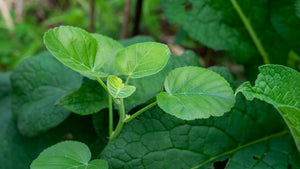 Native Plants Restoration