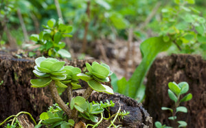 Native Plants Restoration