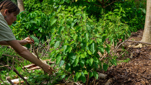 Native Plants Restoration