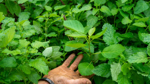 Native Plants Restoration