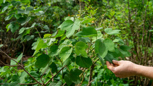 Native Plants Restoration