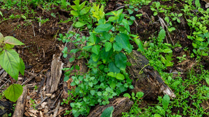 Native Plants Restoration
