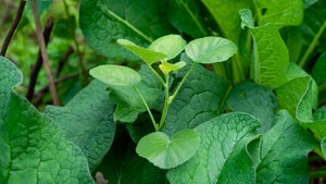 Native Plants Restoration