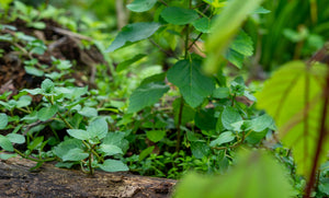 Native Plants Restoration
