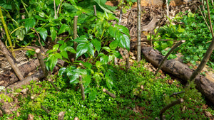 Native Plants Restoration