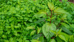 Native Plants Restoration