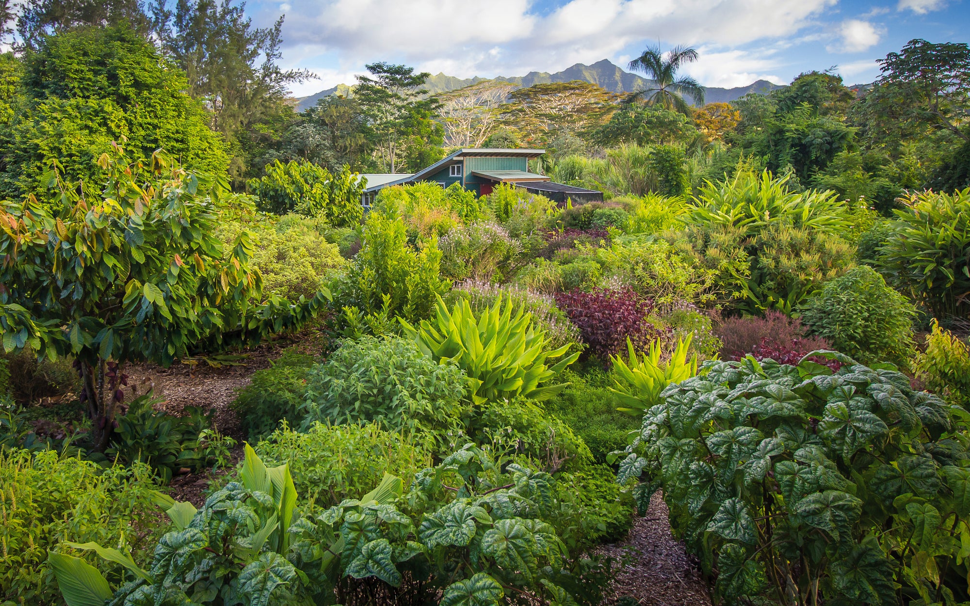 Kauai Farmacy garden