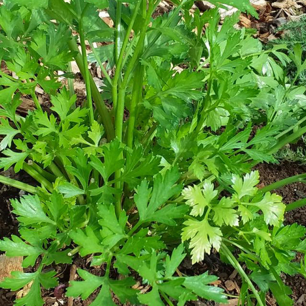 Parsley