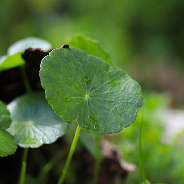 Pennywort