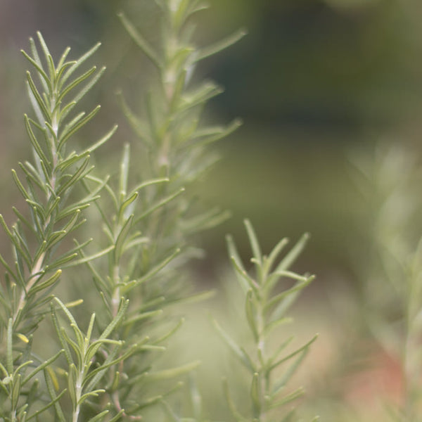 Rosemary